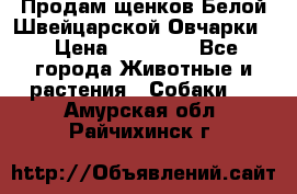 Продам щенков Белой Швейцарской Овчарки  › Цена ­ 20 000 - Все города Животные и растения » Собаки   . Амурская обл.,Райчихинск г.